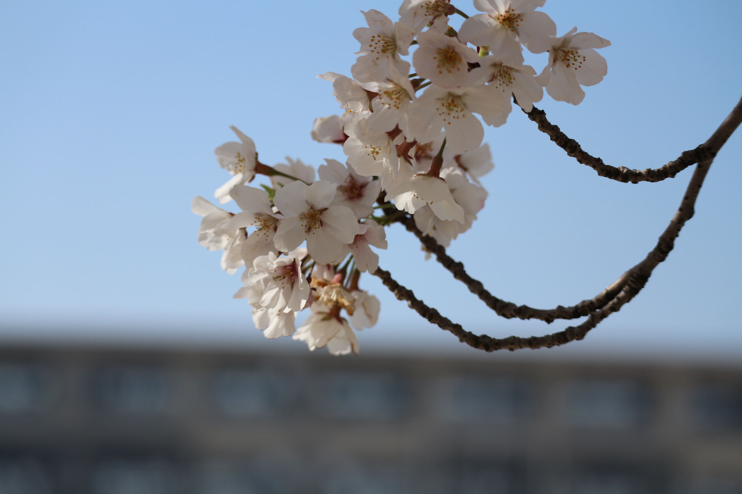 九州大学大学院 数理学研究院 数学部門 廣島文生 研究室