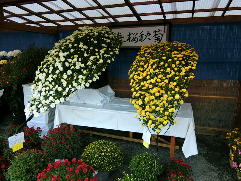 CIMG0603.JPG