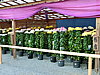 CIMG0601.JPG