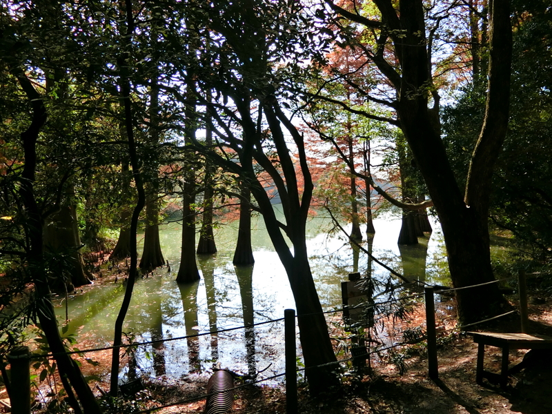 CIMG0981.JPG