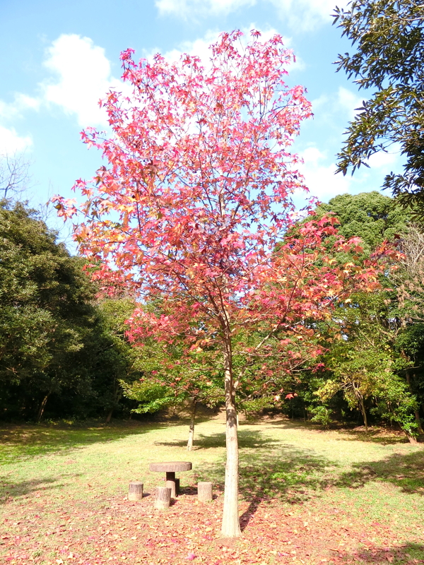 CIMG0989.JPG